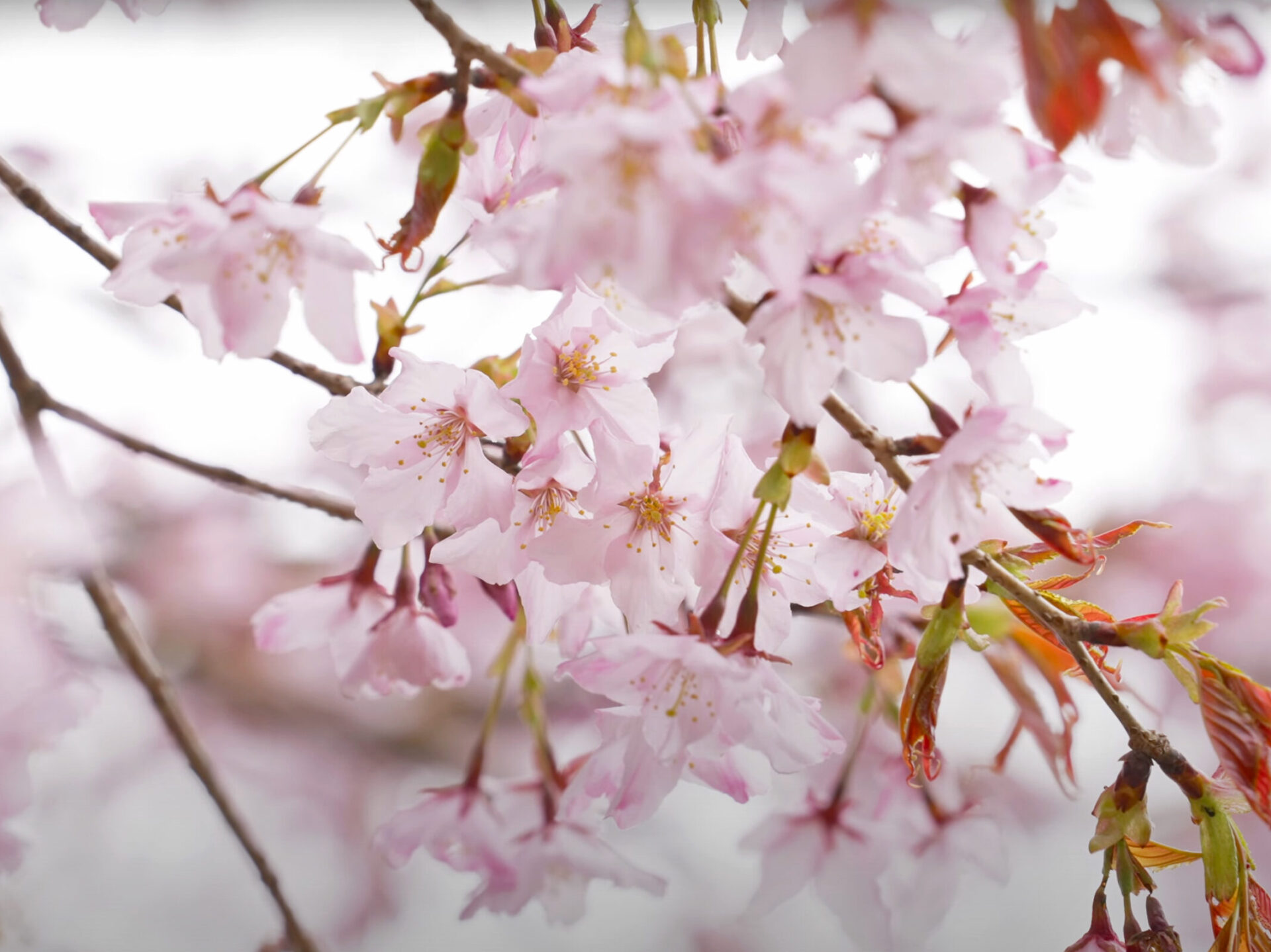 熊野の桜 − クマノザクラ
