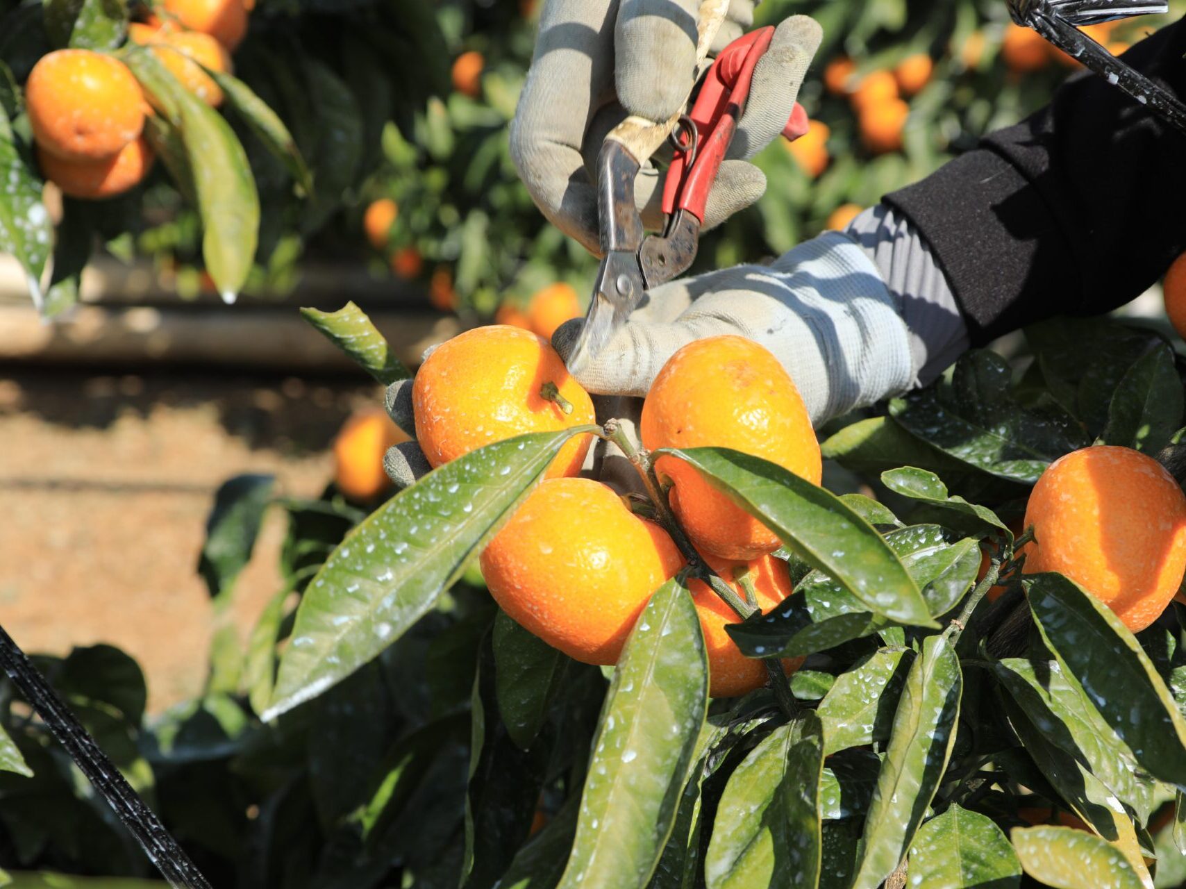 みかん・柑橘の「農業体験」で就農をイメージする