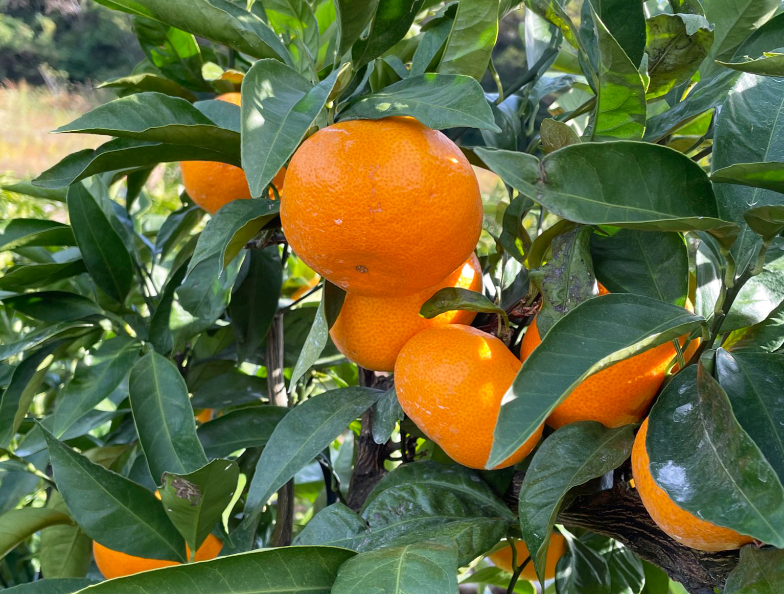 柑橘類の種類や育て方のポイントについて