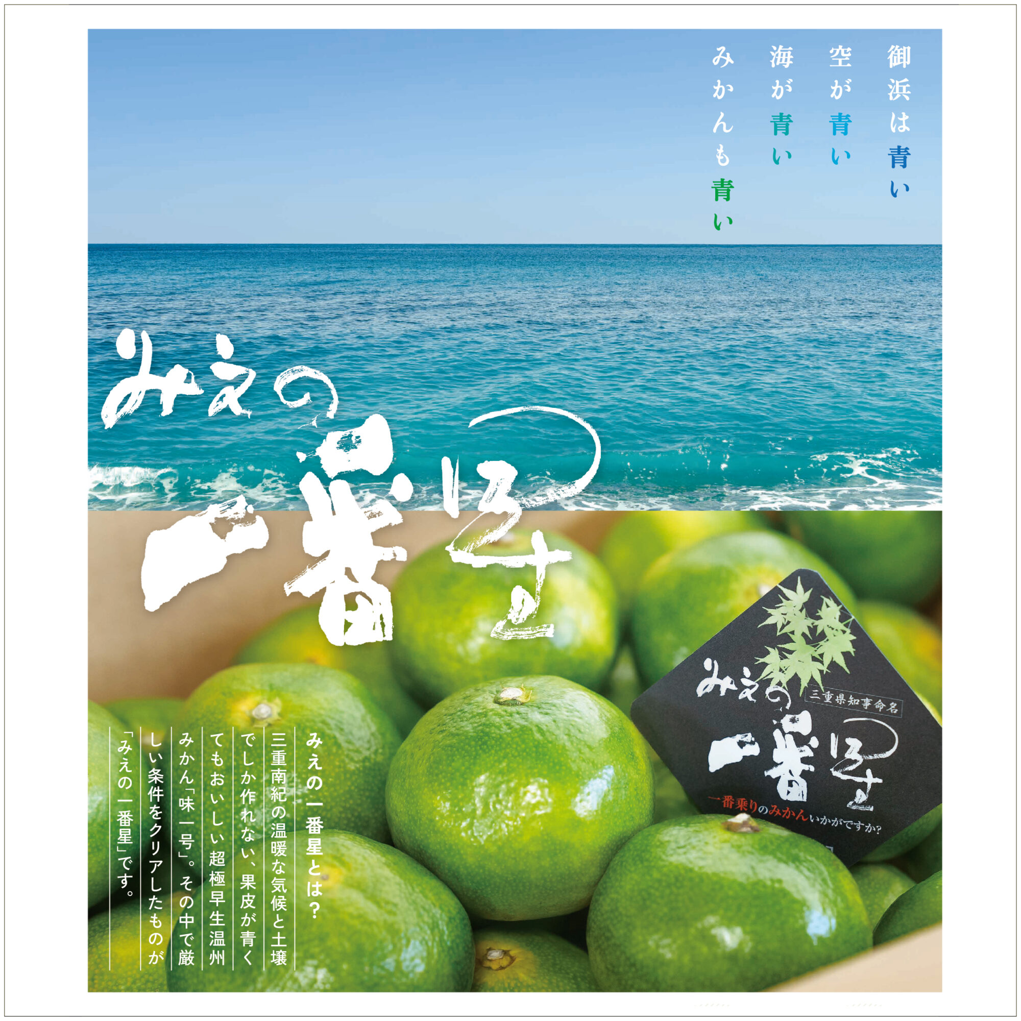 使用歴3年、美品 三ケ日濃厚熟みかん「青島」8kg(S～LLサイズ)（秀品相当） - 浜名湖